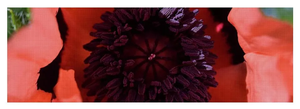 EarthWise Designs Poppy I - Yoga Mat