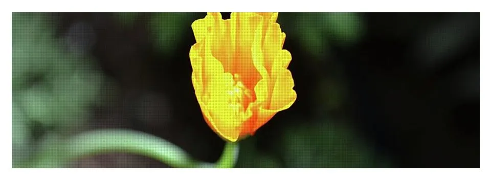 EarthWise Designs Poppy V - Yoga Mat