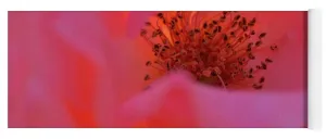 EarthWise Designs Rose I - Yoga Mat