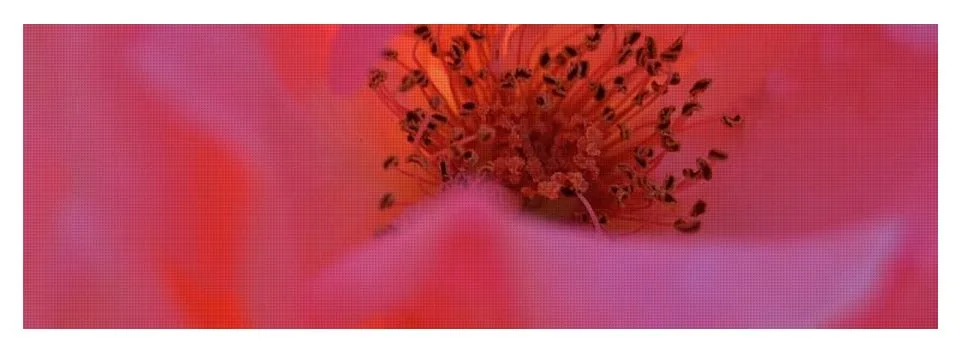 EarthWise Designs Rose I - Yoga Mat