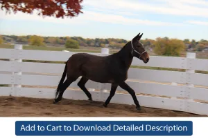 Training Tip - #049 Free Lunging in the Round Pen