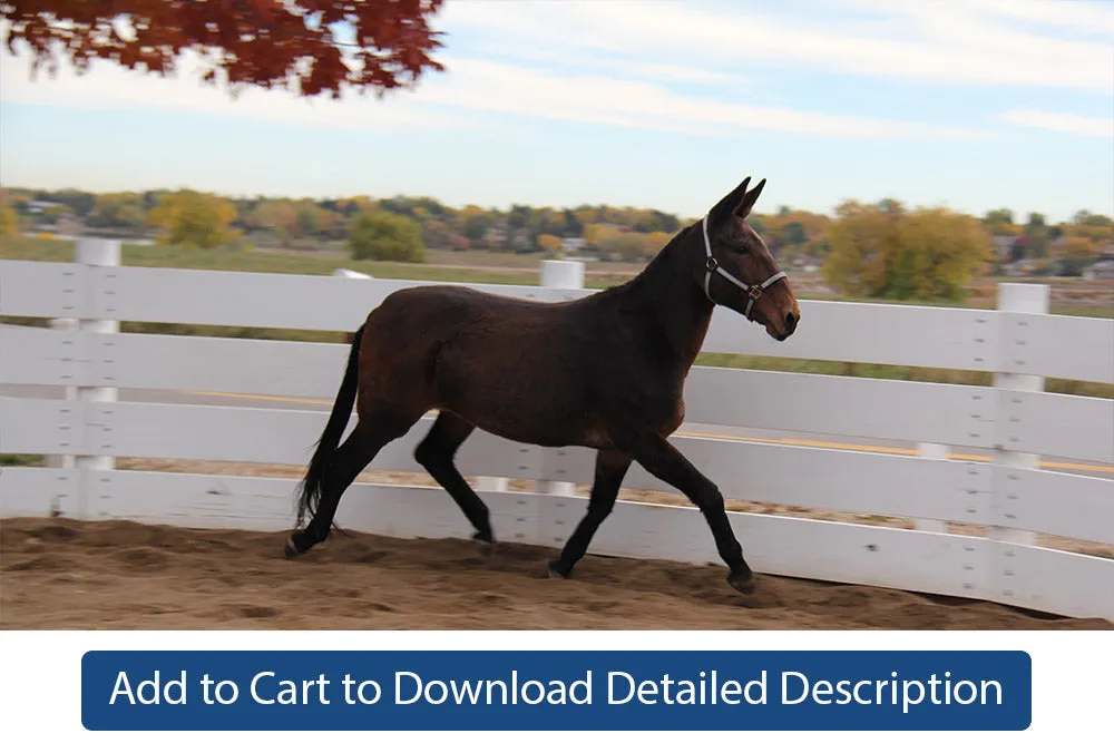 Training Tip - #049 Free Lunging in the Round Pen
